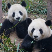 Visiting the Panda Bears in Chengdu, China