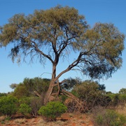 Southern Ironwood (Acacia Estrophiolata)