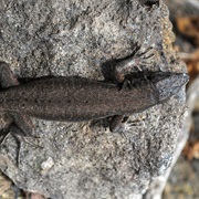 Aeolian Wall Lizard