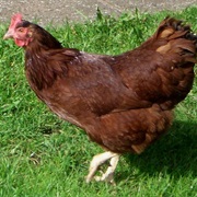 Rhode Island Red