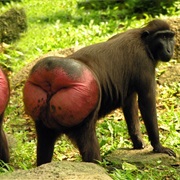 Celebes Macaque