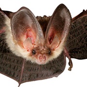 New Caledonian Long-Eared Bat