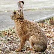 Japanese Hare