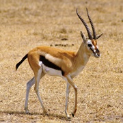 Gazelle