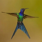 Swallow-Tailed Hummingbird (Eupetomena MacRoura)