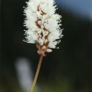 American Bistort (Bistorta Bistortoides)