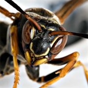 Spheksophobia – the Fear of Wasps