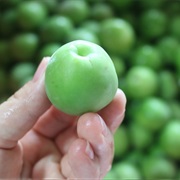 Chinese Plum (Prunus Mume)