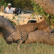 Manyeleti Game Reserve, South Africa
