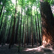 Redwood Forest, Rotarua, New Zealand