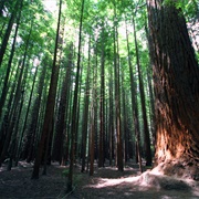 Redwood Forest, Rotarua, New Zealand