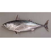 MacKerel Tuna / Eastern Little Tuna / Kawakawa