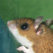 Chinanteco Deer Mouse
