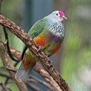 Mariana Fruit-Dove