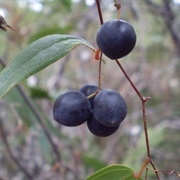 Sweet Sarsaparilla (Smilax Glyciphylla)