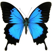 Have a Butterfly Sit on My Hand