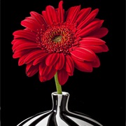 Gerbera Daisy