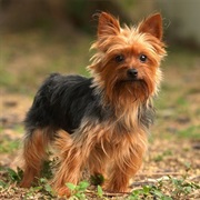 Yorkshire Terrier