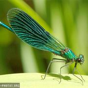Dragon Fly