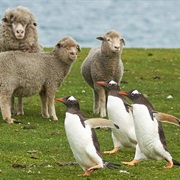 Hardy Locals & Unique Wildlife in Falkland Islands