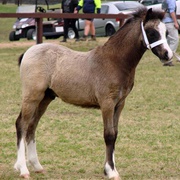 Welsh Mountain Pony (A)