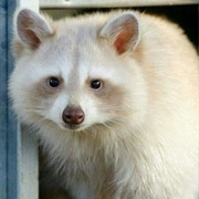 Raccoon
