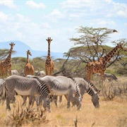 Samburu National Reserve
