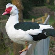 Muscovy Duck