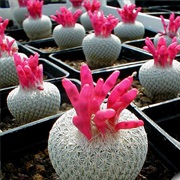 Button Cactus (Epithelantha)