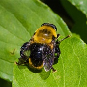 Fly That Looks Like a Bee