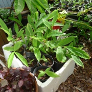 True Cardamom (Elettaria Cardamomum)