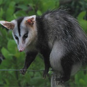 White-Eared Opossum