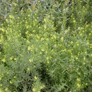 Western Tansymustard (Descurainia Pinnata)