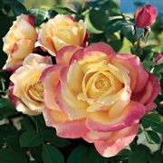 Belle'roma Hybrid Tea Rose