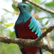 Quetzal
