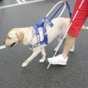 Guide Dog Month (May)
