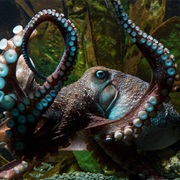 Octopus' Pupils of Their Eyes Are Rectangular.