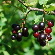 Wild Black Cherry