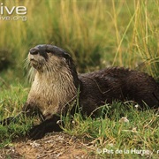 African Clawless Otter