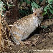 Spectacled Hare-Wallaby
