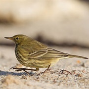 Eurasian Rock Pipit