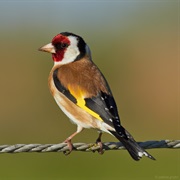 European Goldfinch