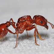 Red Harvester Ant