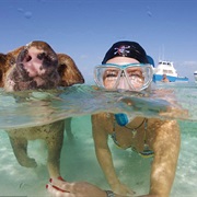 Swim With Feral Pigs, Bahamas