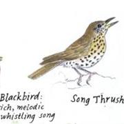 Blackbirds and Thrushes