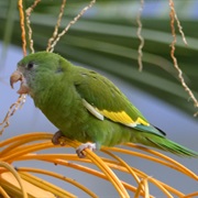 White-Winged Parakeet