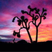 Joshua Tree National Park, Nevada