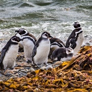 Monumento Los Pinguinos, Isla Magdalena, Chile