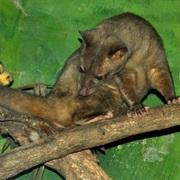 Golden Wet-Zone Palm Civet