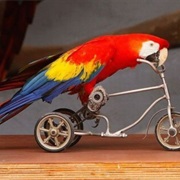 Parrot